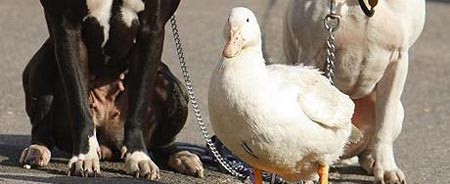  The Ultimate Guide to Keeping a Mallard Duck as a Pet: Everything You Need to Know