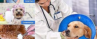  Discover the Best Care for Your Furry Friends at Angeles Pet Clinic