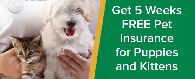  Discover the Benefits of Pet Smarr: The Ultimate Guide to Elevating Your Pet's Happiness and Health