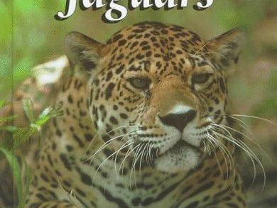  Jaguarundi Pet: A Comprehensive Guide to Owning the World's Most Elusive Feline